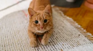 Come scegliere il gatto che fa per noi